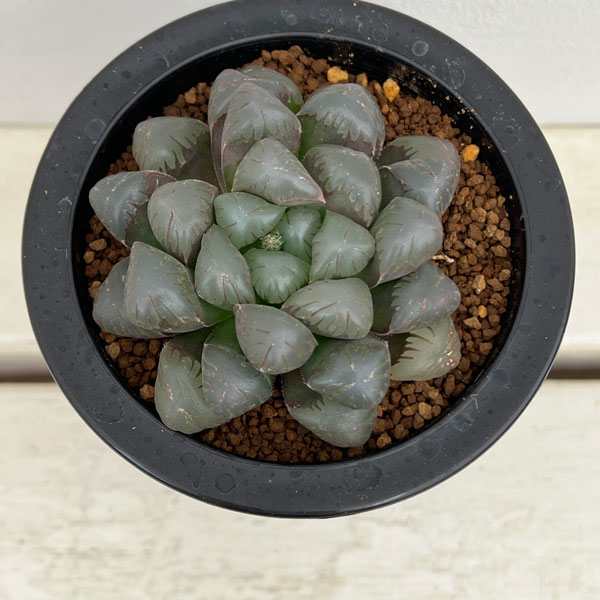 園芸ネット本店｜ハオルチア：李紫 3.5号鉢植え の通販【公式】