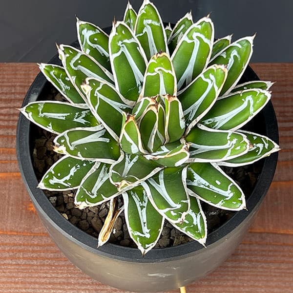 園芸ネット本店｜アガベ：姫笹の雪 5号鉢植え25-01 の通販【公式】