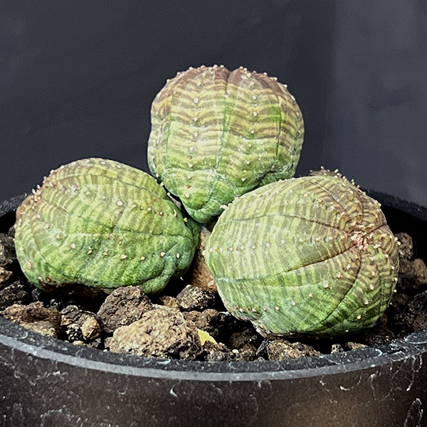 サピニー ユーフォルビア 検) パキプス オベサ カタフ コミフォラ