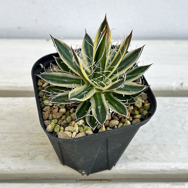 園芸ネット本店｜アガベ：王妃乱れ雪錦（黄覆輪斑）3号ポット の通販