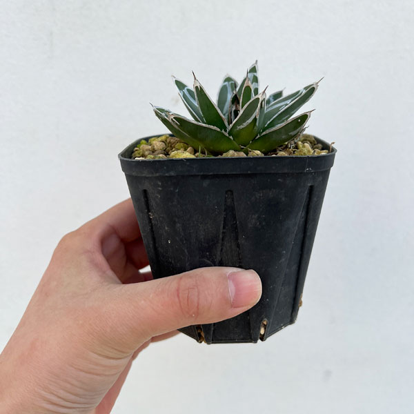 園芸ネット本店｜アガベ：ダルマ笹の雪 3号ポット の通販【公式】