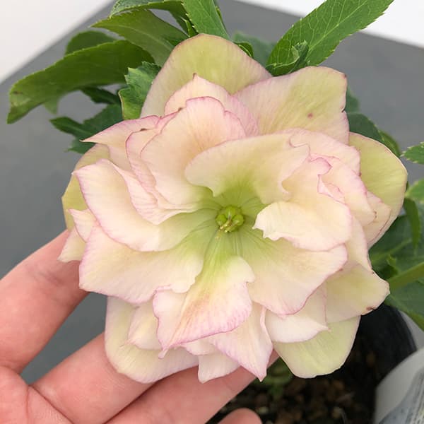 園芸ネット本店｜曽田園芸さんのクリスマスローズ：25-33大輪系ダブル