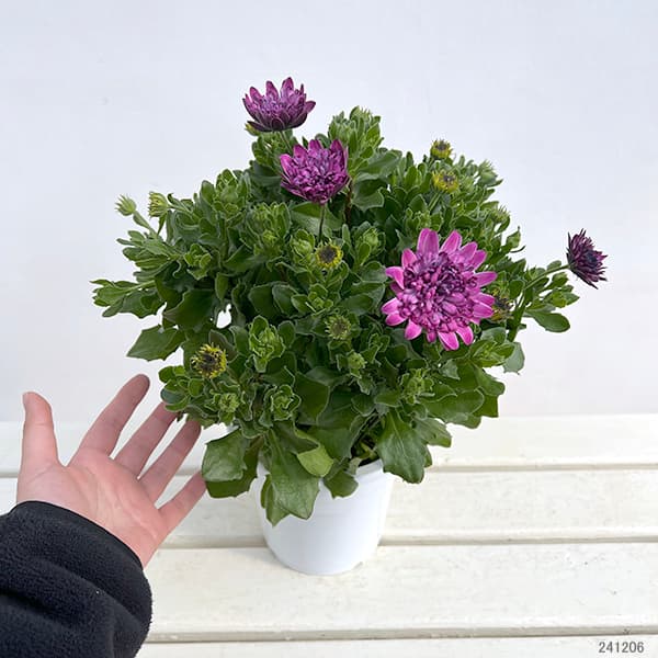 園芸ネット本店｜オステオスペルマム：バイカラーコンチェルト5号