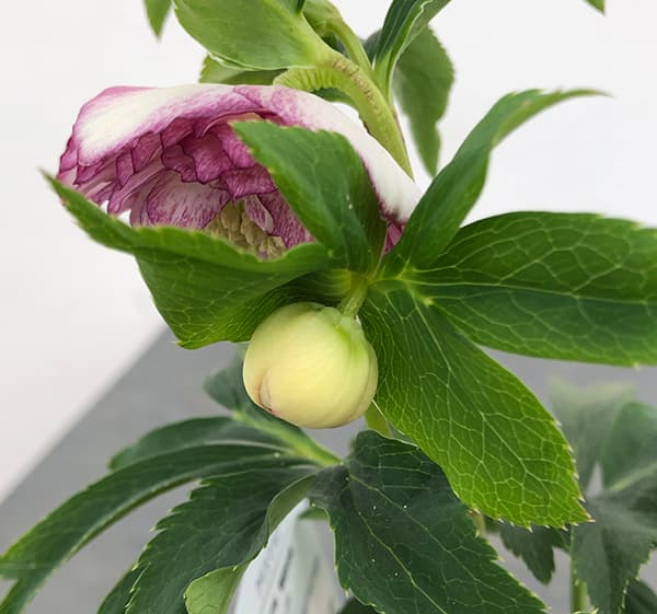 園芸ネット本店｜曽田園芸さんのクリスマスローズ：25-18多弁系ダブル