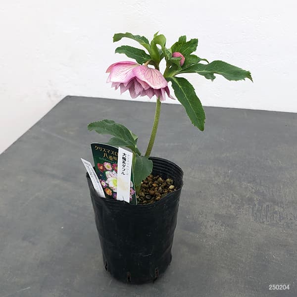 園芸ネット本店｜曽田園芸さんのクリスマスローズ：25-27大輪系ダブル