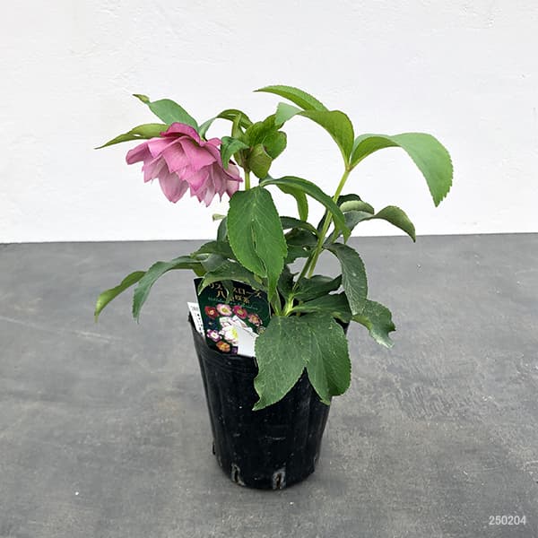 現品・ポットまま発送】超希少 充実株花もりもり曽田園芸多弁咲き