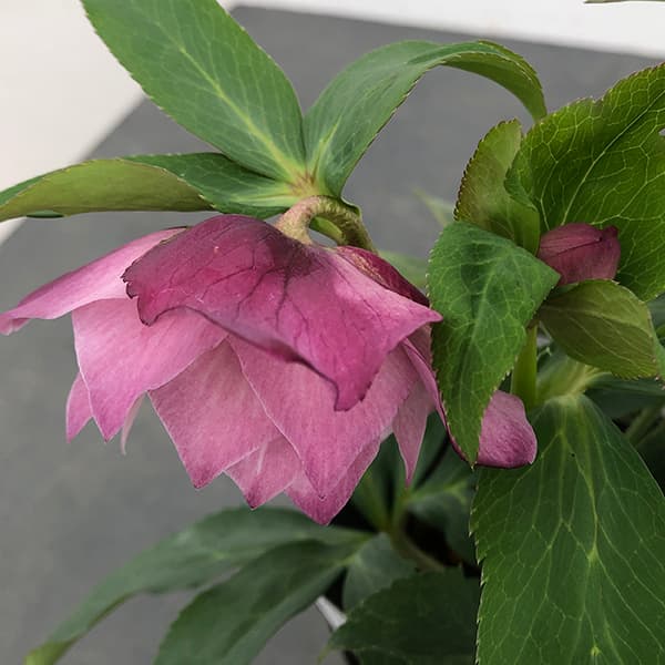 園芸ネット本店｜曽田園芸さんのクリスマスローズ：25-28大輪系ダブル