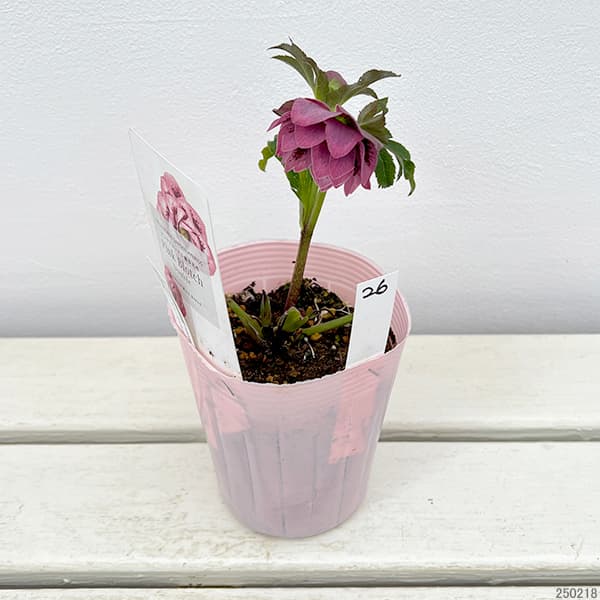 園芸ネット本店｜松村ナーセリーさんのクリスマスローズ：25-26ダブル