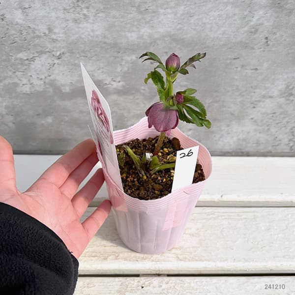 園芸ネット本店｜松村ナーセリーさんのクリスマスローズ：25-26ダブル