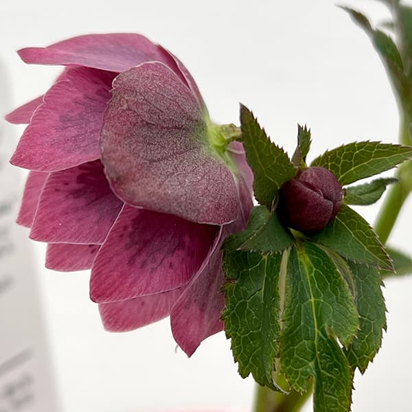 園芸ネット本店｜松村ナーセリーさんのクリスマスローズ：25-26ダブル