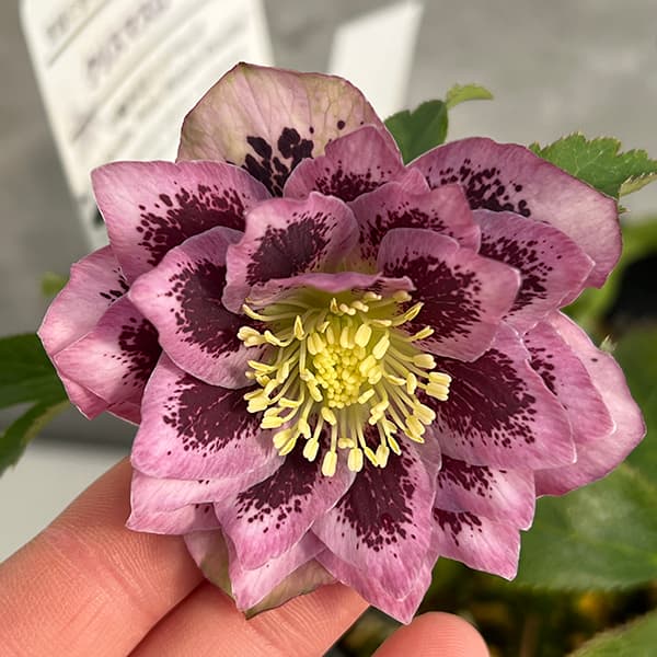 ひなっち クリスマスローズ 開花実績株 DD小輪カシス クリスマスローズ