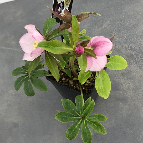 園芸ネット本店｜クリスマスローズ：セレクトセミダブル25-08／1.5L