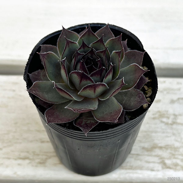 園芸ネット本店｜センペルビウム：ブルーボーイ 6.5cmポット の通販