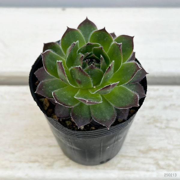 1ポット410円〜 センペルビウム26年1月 その2 1ポット410円