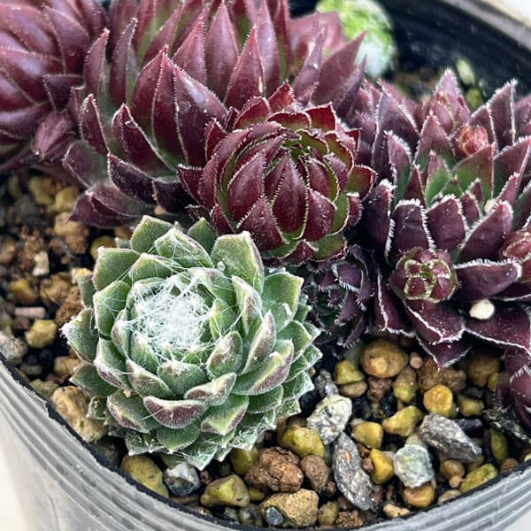 園芸ネット本店｜センペルビウムsp 6.5cmポット の通販【公式】