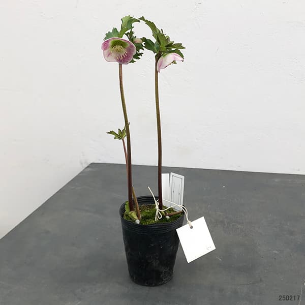 園芸ネット本店｜大和園さんのクリスマスローズ：25-02パステリッシュ