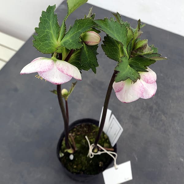 園芸ネット本店｜大和園さんのクリスマスローズ：25-02パステリッシュ