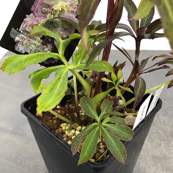 園芸ネット本店｜クリスマスローズ：セレクトダブル25-62HEXE(ヘックス