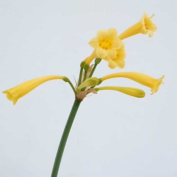 園芸ネット本店｜キルタンサス：イエロー系4号ポット の通販【公式】