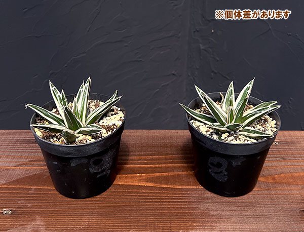 園芸ネット本店｜アガベ：氷山（ビクトリアレギネ斑入り）3号 の通販