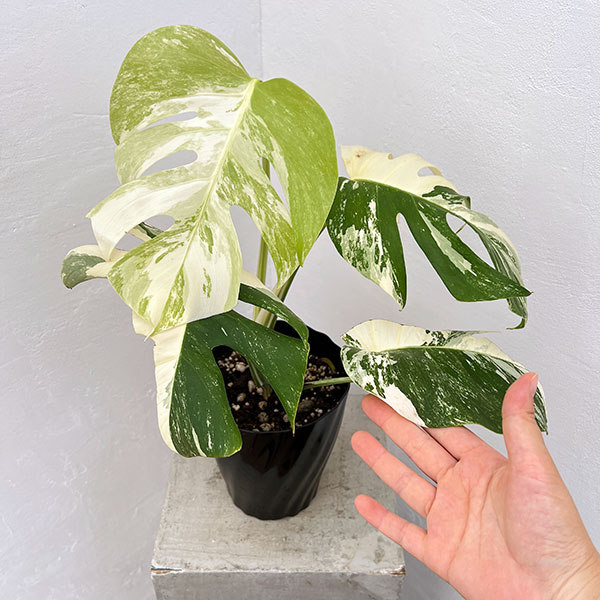 園芸ネット本店｜モンステラ：斑入り（白散斑） 6号鉢植え24-01 の通販