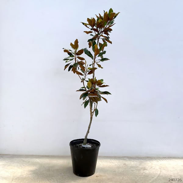 園芸ネット本店｜タイサンボク：リトルジェム9号ポット の通販【公式】
