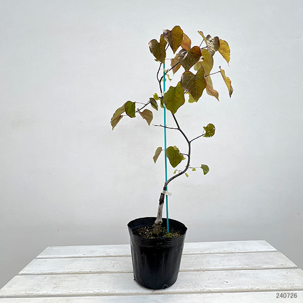 園芸ネット本店｜アメリカハナズオウ：ルビーフォールズ6号ポット の