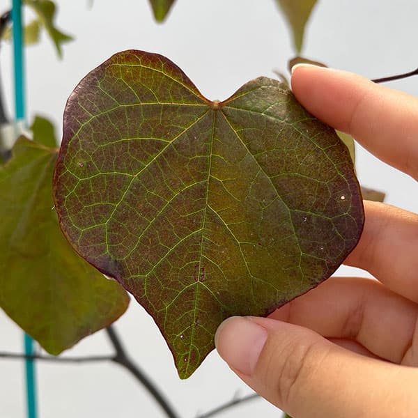 園芸ネット本店｜アメリカハナズオウ：ルビーフォールズ6号ポット の