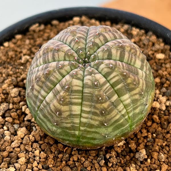 園芸ネット本店｜ユーフォルビア：オベサ 2.5号鉢植え の通販【公式】