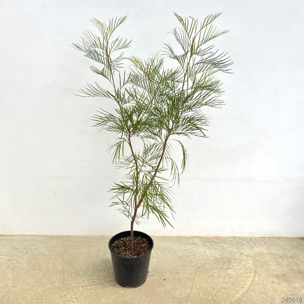 園芸ネット本店｜グレビレア：ピンクサプライズ8号鉢植え の通販【公式】