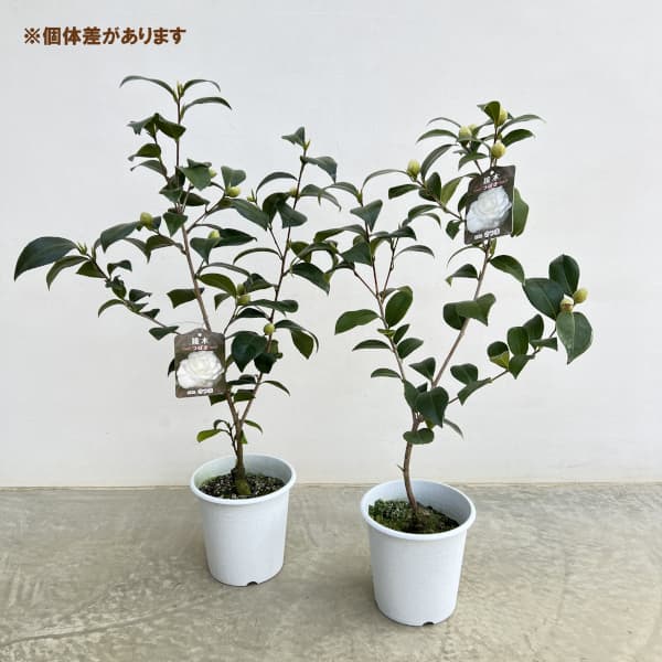 園芸ネット本店｜ツバキ（椿）：薩摩（さつま）6号鉢植え の通販【公式】
