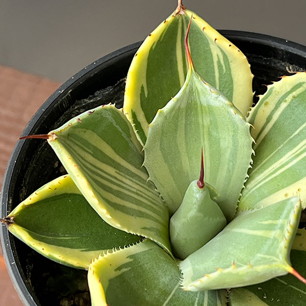 園芸ネット本店｜アガベ：パリー トルンカータ ライムストリーク 3.5号