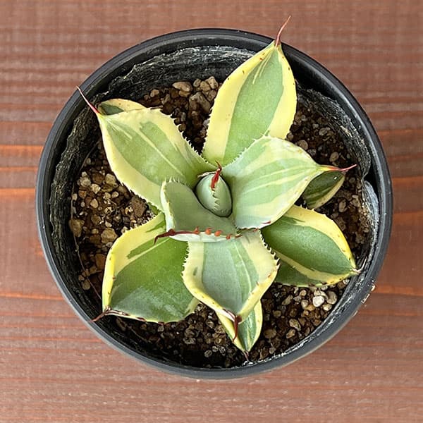 園芸ネット本店｜アガベ：パリー トルンカータ ライムストリーク 3.5号