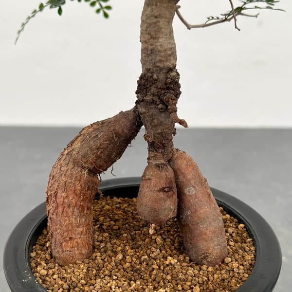 園芸ネット本店｜[ザ・ファームセレクト]オペルクリカリア：パキプス