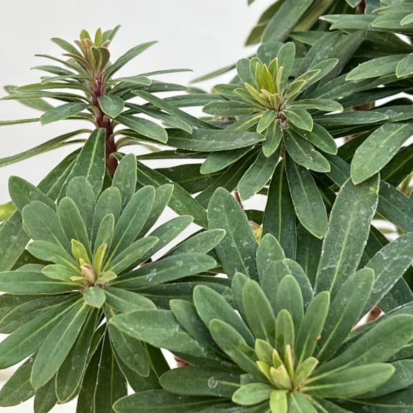 園芸ネット本店｜ユーフォルビア：マーティ―コンパクタ4号ポット の