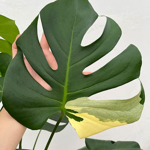 園芸ネット本店｜モンステラ：デリシオーサ 斑入り（実生株） 5号24-03