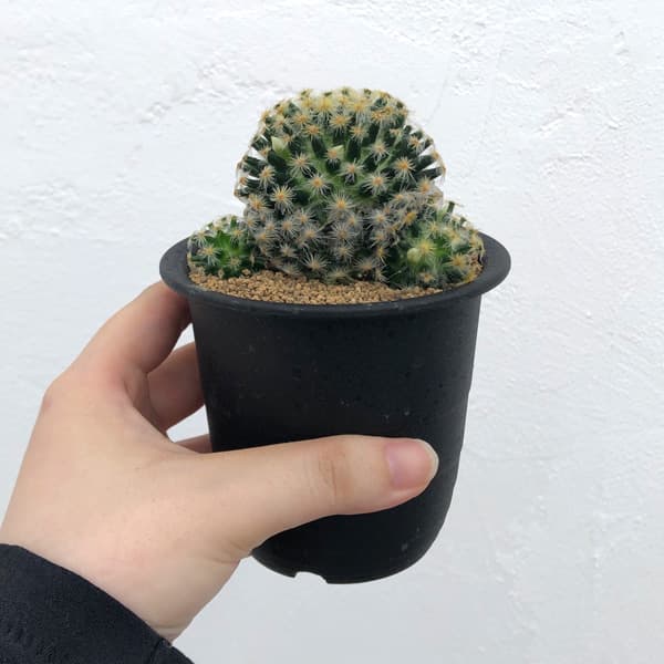 園芸ネット本店｜マミラリア ：明星（みょうじょう）3号 の通販【公式】