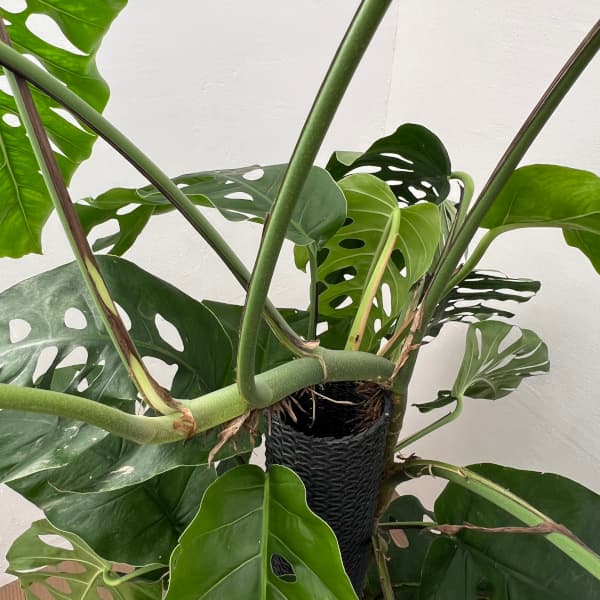 園芸ネット本店｜モンステラ：デュビア 8号鉢植え の通販【公式】