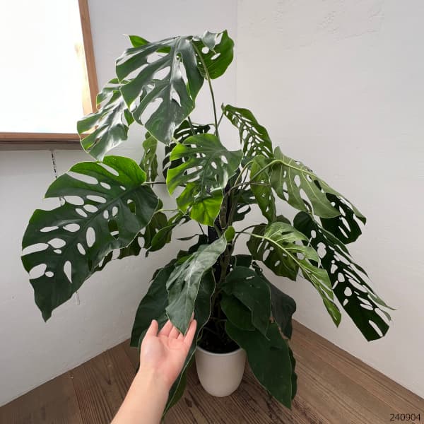 園芸ネット本店｜モンステラ：デュビア 8号鉢植え の通販【公式】