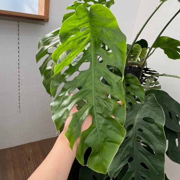 園芸ネット本店｜モンステラ：デュビア 8号鉢植え の通販【公式】