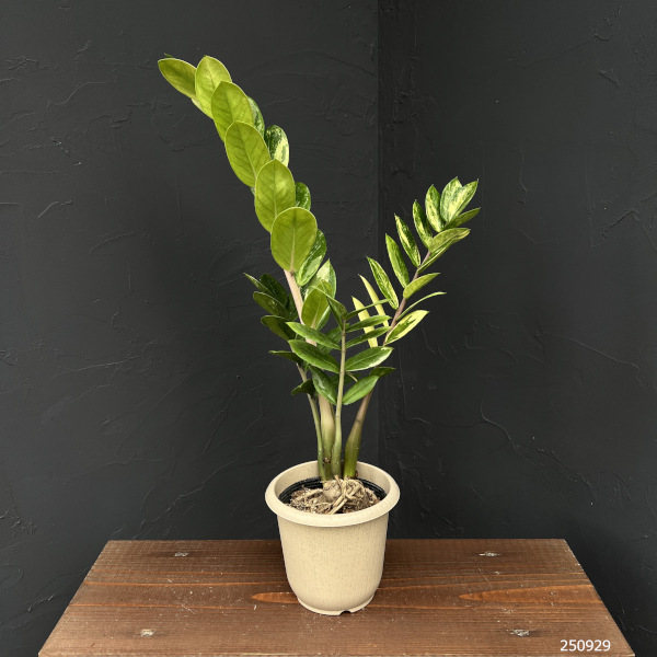 ザミオクルカス ザミフォーリア (斑入り~ レモン) ザミオクルカス