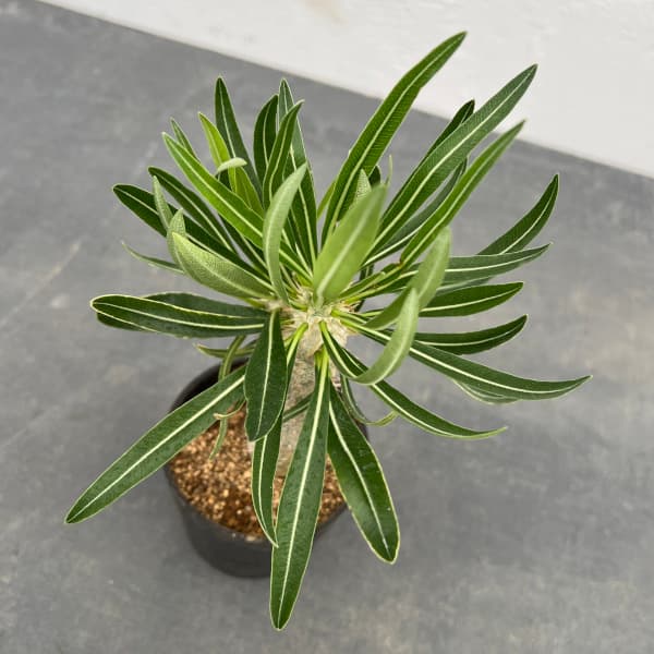 園芸ネット本店｜パキポディウム ：イノピナツム の通販【公式】