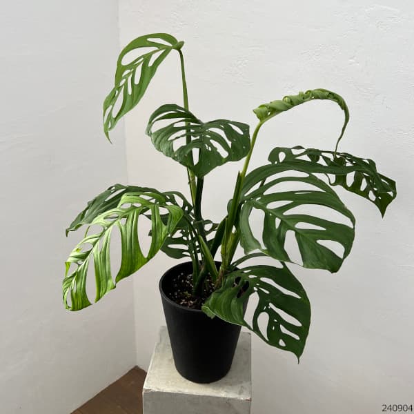 園芸ネット本店｜モンステラ：エピプレムノイデス エスケレート 7号