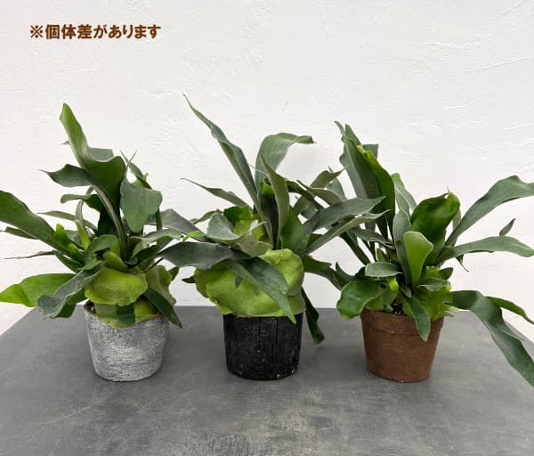 園芸ネット本店｜ビカクシダ（コウモリラン）：ネザーランド 4号陶器鉢