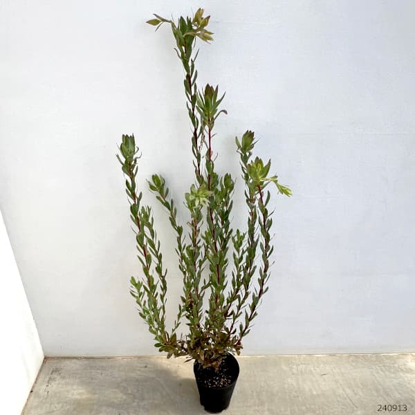 園芸ネット本店｜リューカデンドロン：サマーフレーム5号鉢植え の通販