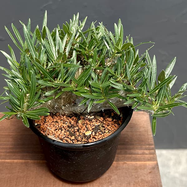 園芸ネット本店｜パキポディウム：グラキリス 綴化 3号鉢24-01 の通販