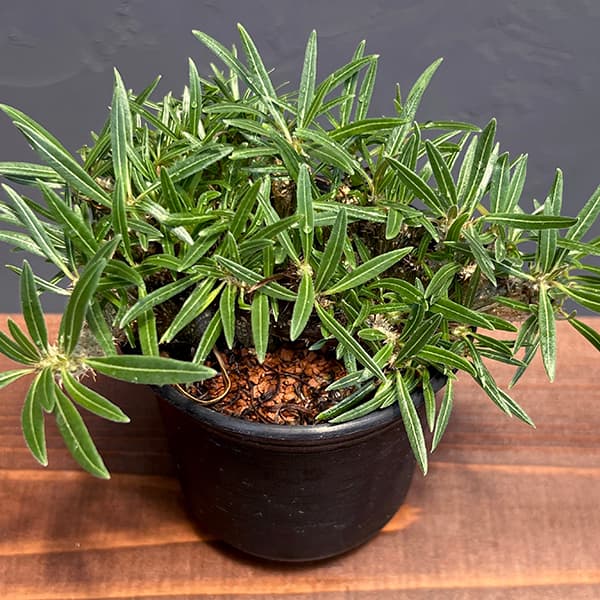 園芸ネット本店｜パキポディウム：グラキリス 綴化 3号鉢24-02 の通販