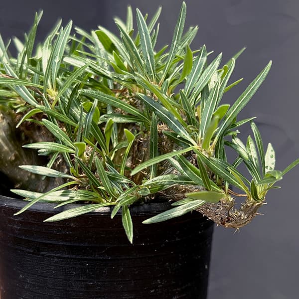 園芸ネット本店｜パキポディウム：グラキリス 綴化 3号鉢24-02 の通販