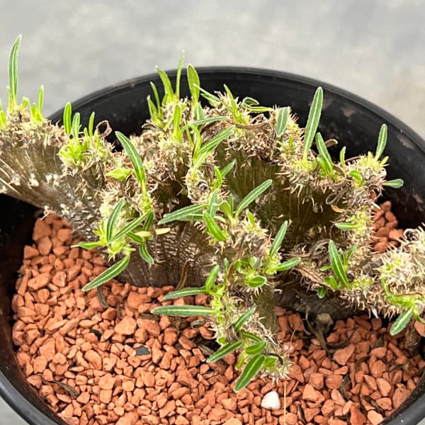 園芸ネット本店｜パキポディウム：グラキリス 綴化 3号鉢24-02 の通販