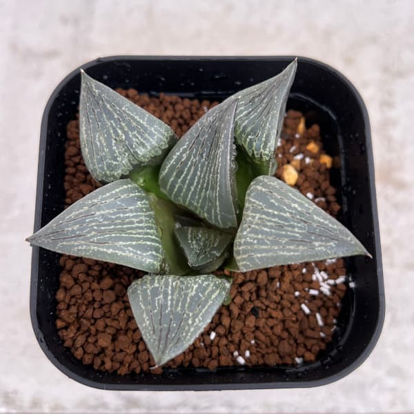 園芸ネット本店｜ハオルチア：大紫水晶オブツーサ×裏般若 実生株 2.5号